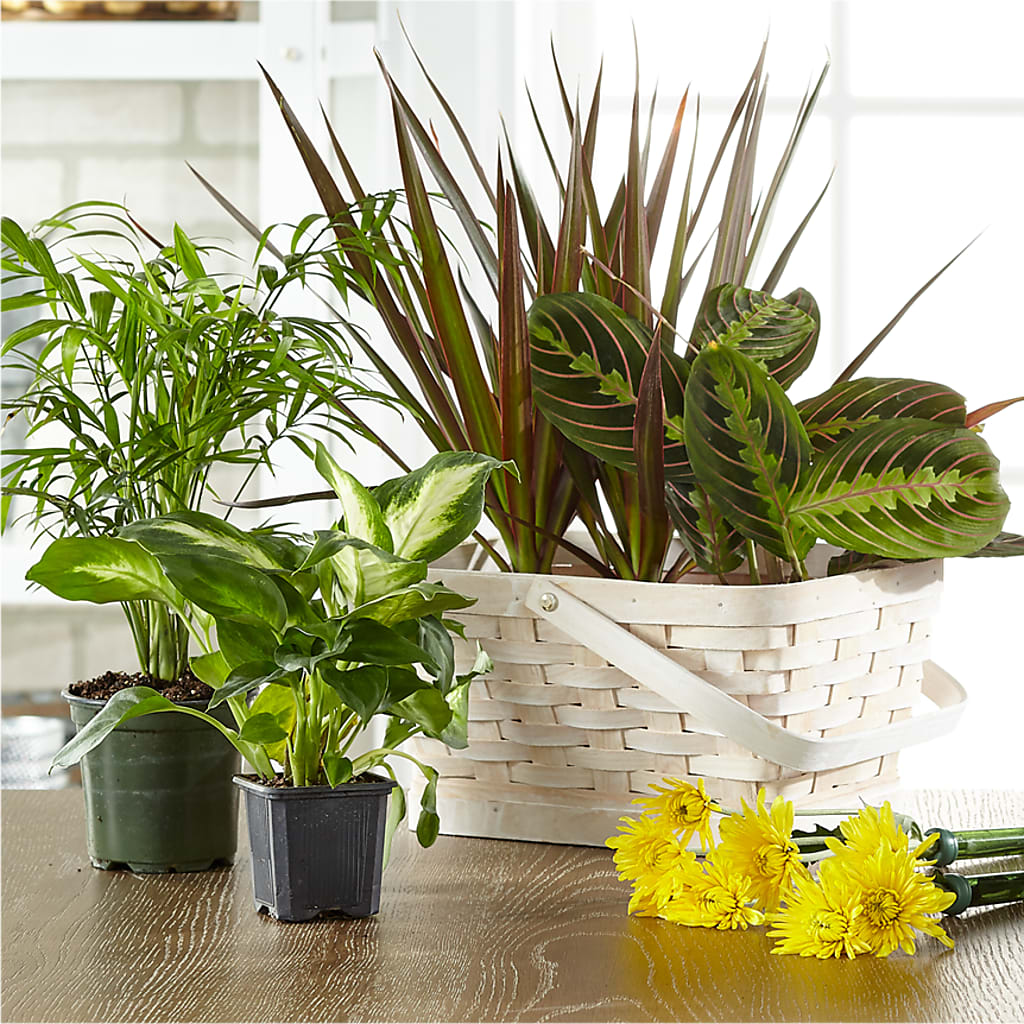 Florist Designed Blooming and Green Plants in a Basket – POTTING BENCH FLORIST & GIFTS, Fairhaven MA