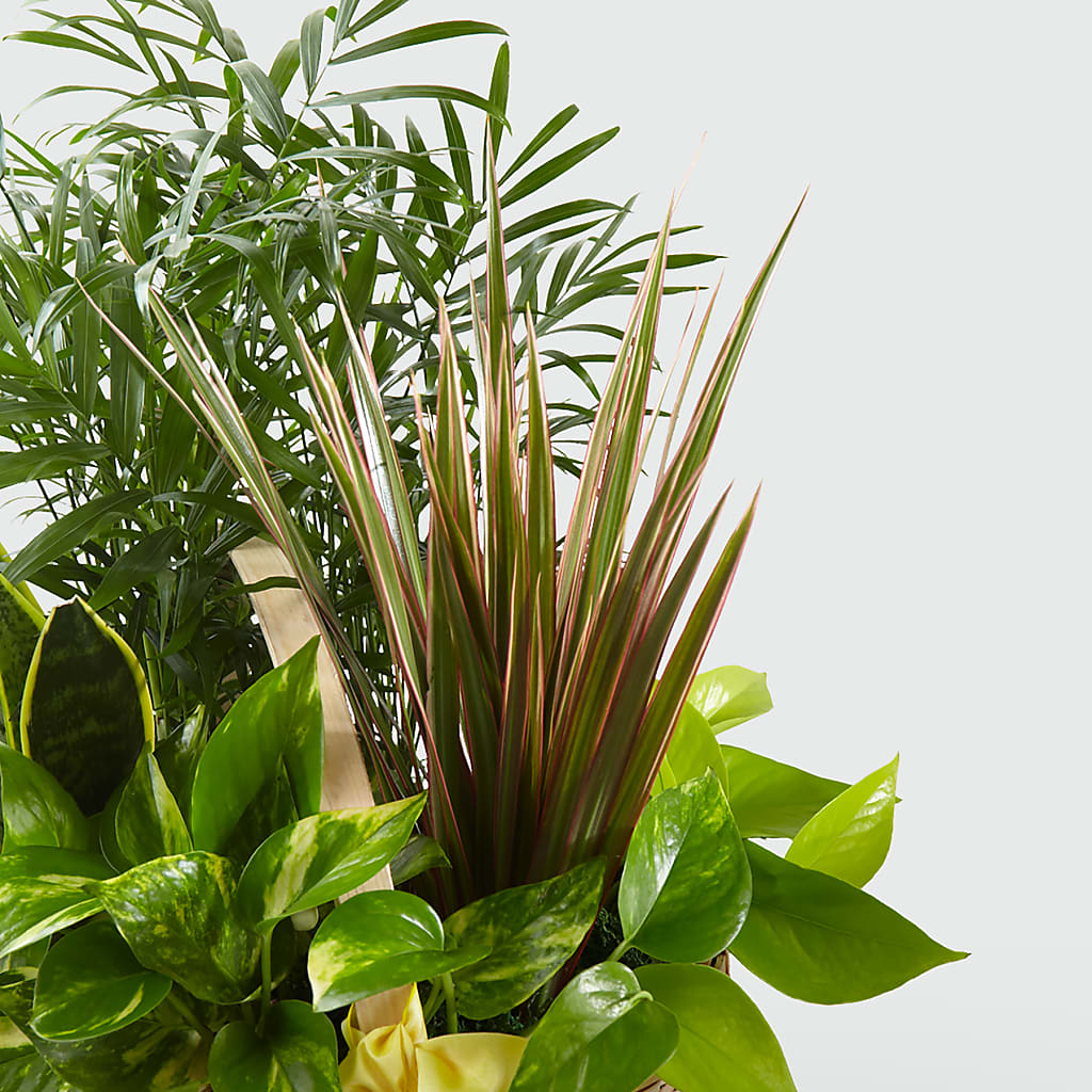 French Garden – POTTING BENCH FLORIST & GIFTS, Fairhaven MA