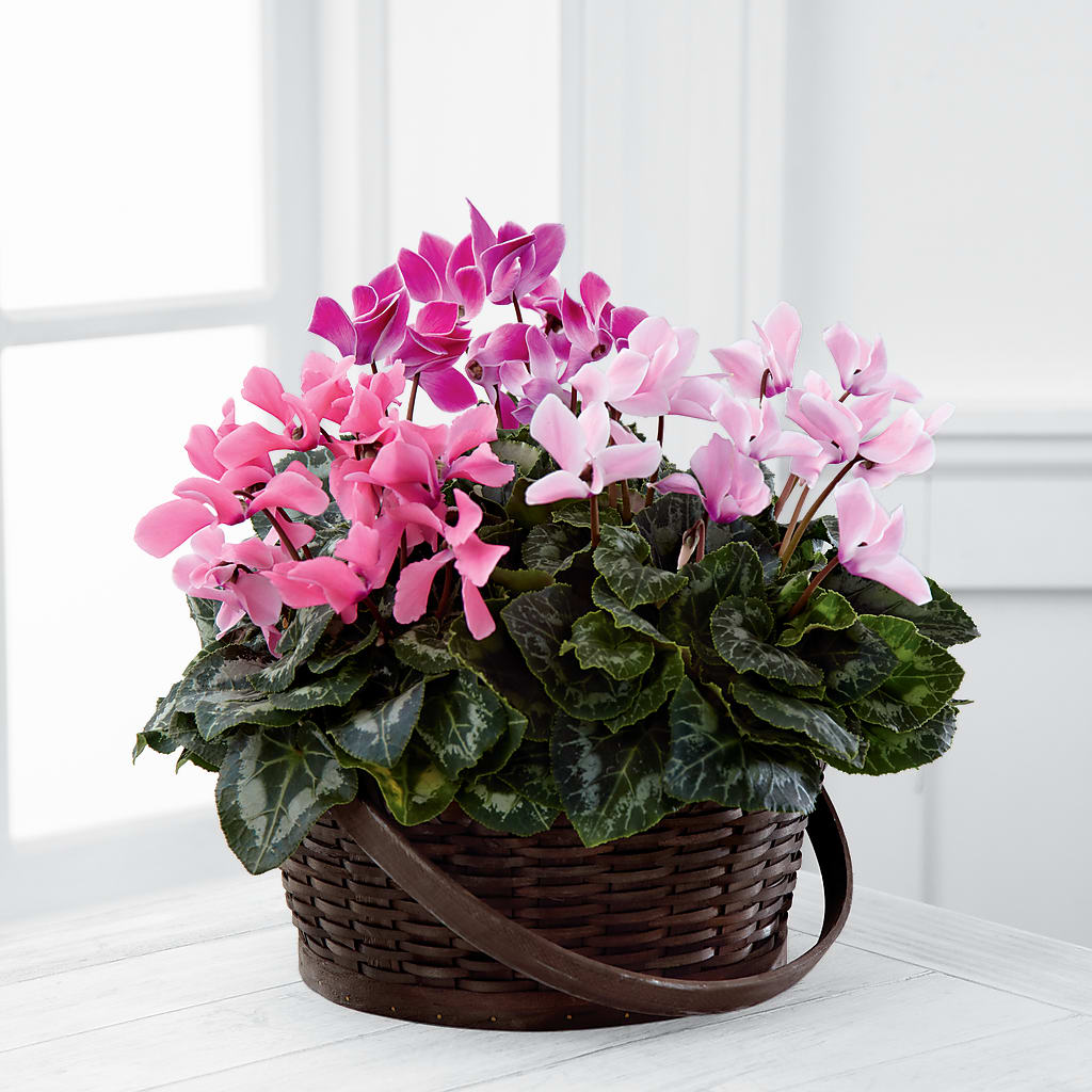 Mixed Cyclamen Planter – POTTING BENCH FLORIST & GIFTS, Fairhaven MA