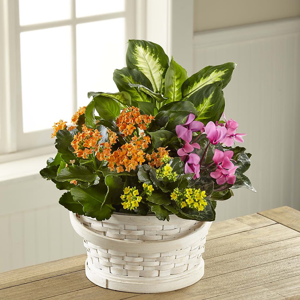 Color Crush Dishgarden – POTTING BENCH FLORIST & GIFTS, Fairhaven MA