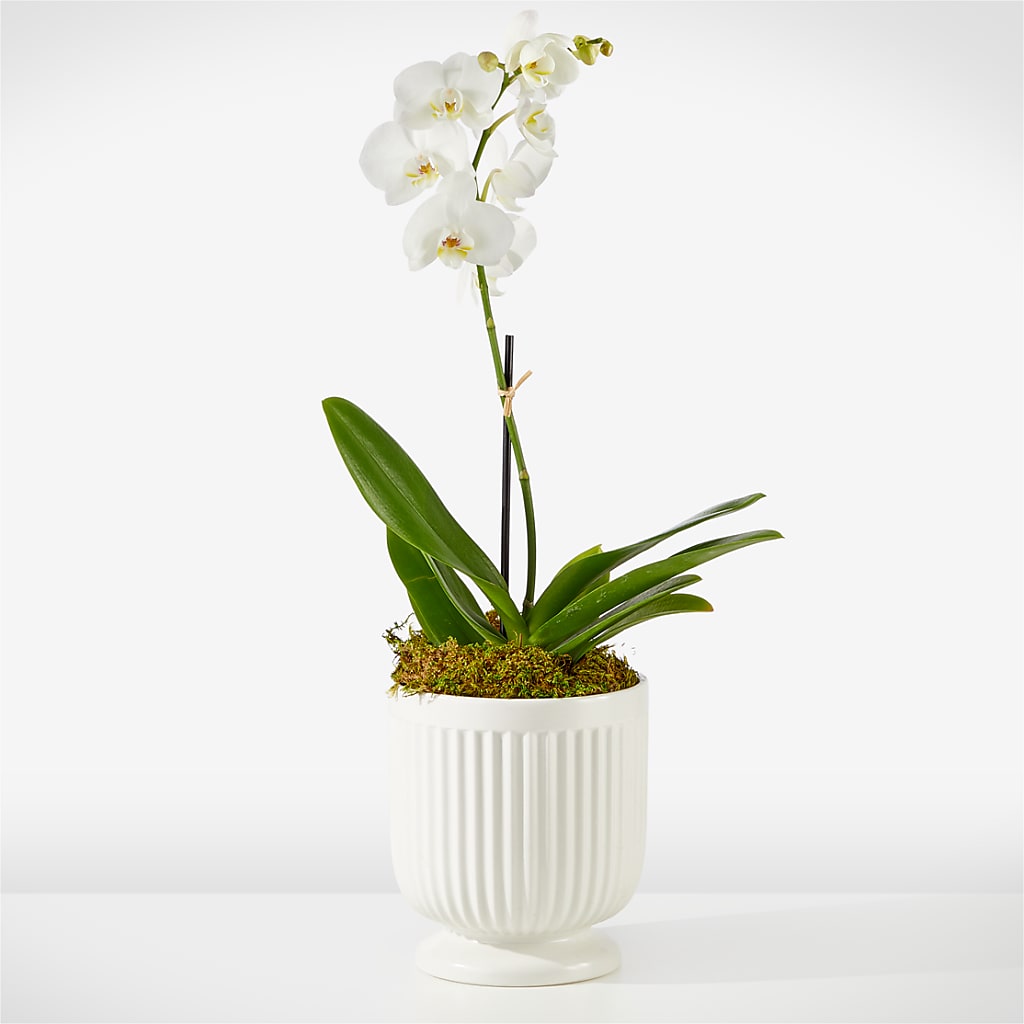 Whispering White Orchid – POTTING BENCH FLORIST & GIFTS, Fairhaven MA