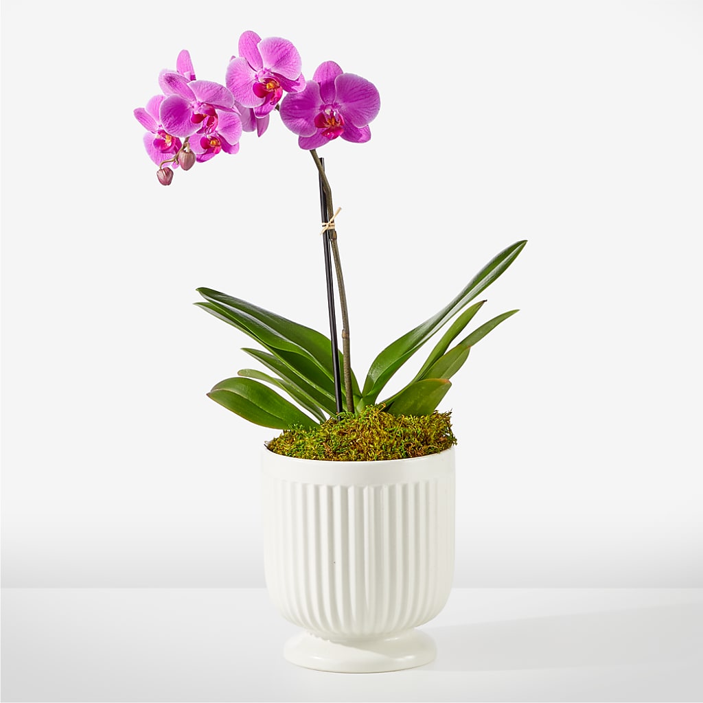 Friendly Fuchsia Orchid – POTTING BENCH FLORIST & GIFTS, Fairhaven MA