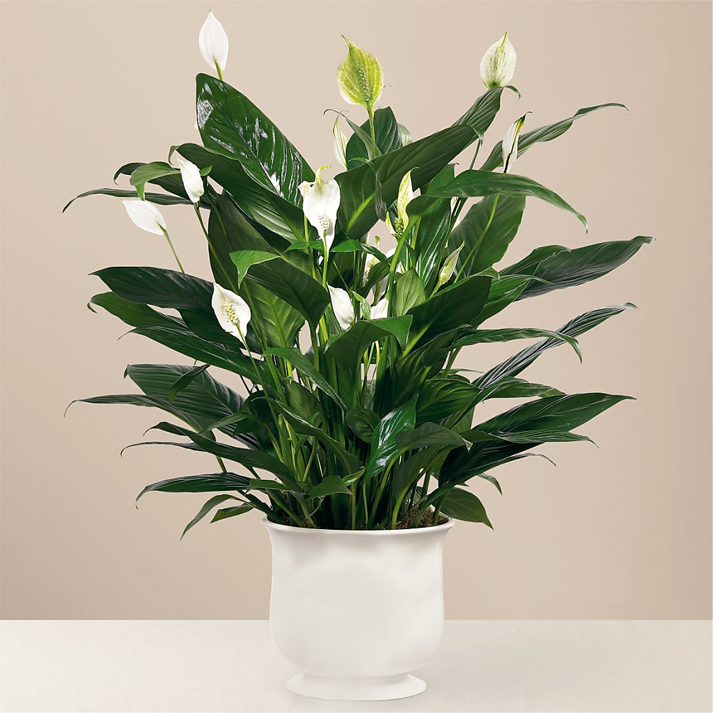 Comfort Planter – POTTING BENCH FLORIST & GIFTS, Fairhaven MA