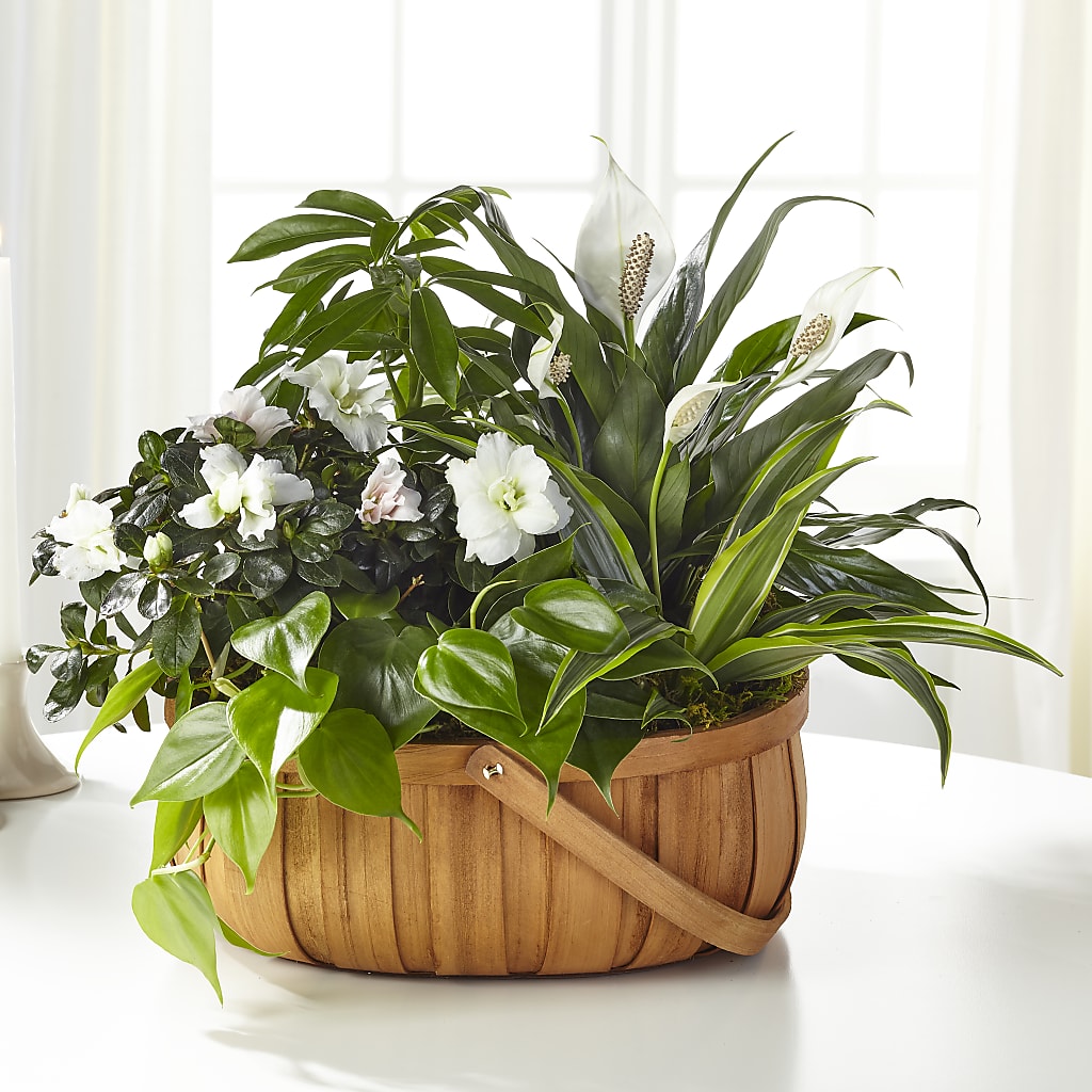 Serene Dishgarden – POTTING BENCH FLORIST & GIFTS, Fairhaven MA
