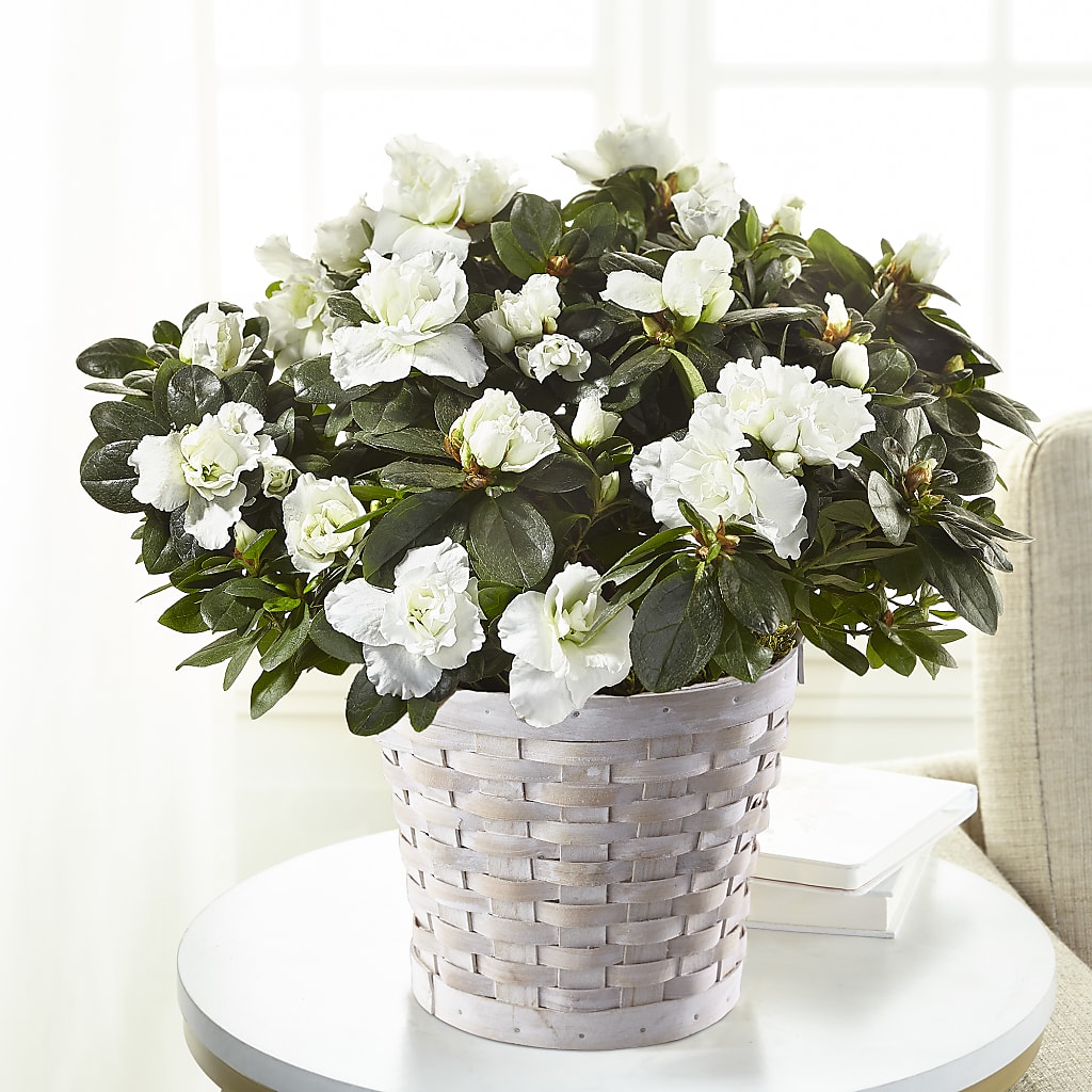 White Azalea Plant – POTTING BENCH FLORIST & GIFTS, Fairhaven MA