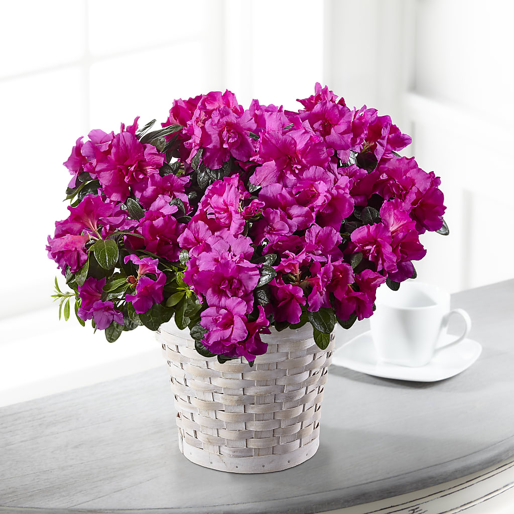 Hope & Serenity Azalea Plant – POTTING BENCH FLORIST & GIFTS, Fairhaven MA