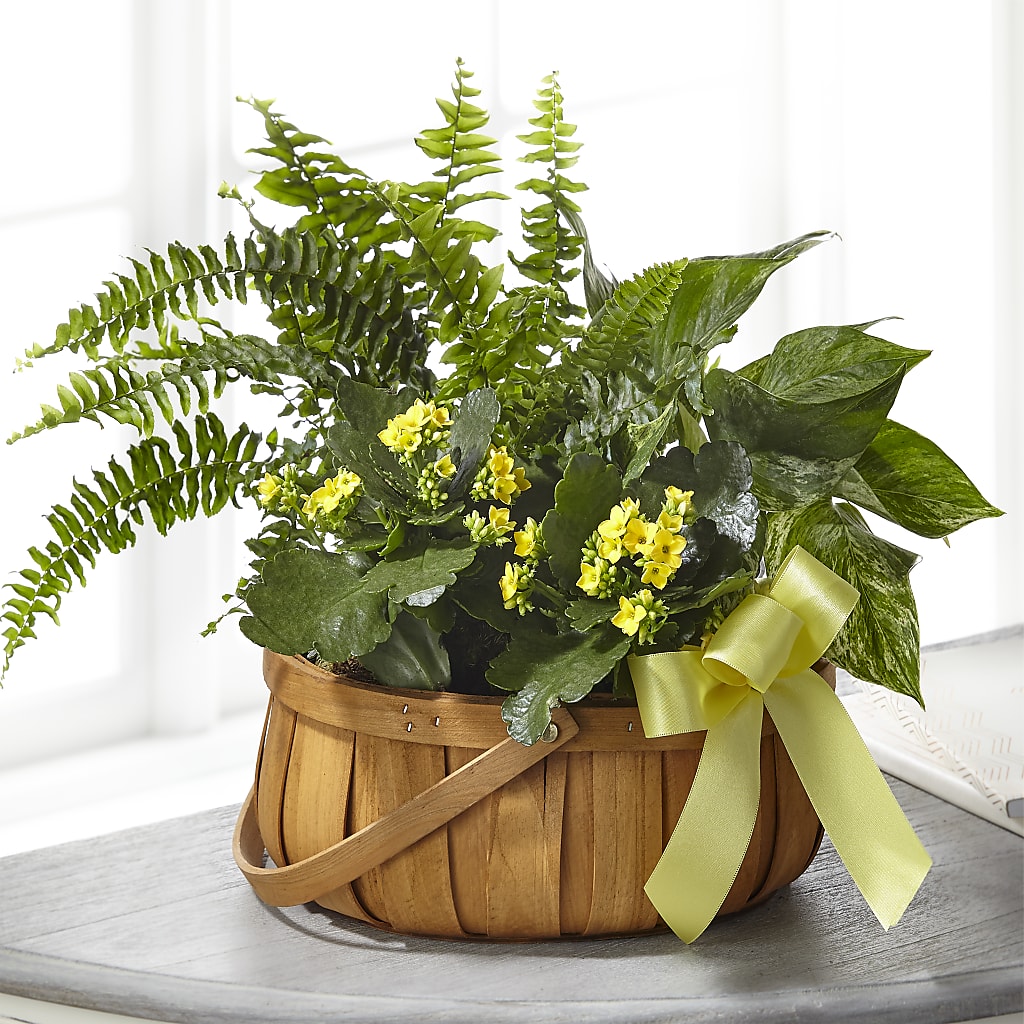 Always Dear Dishgarden – POTTING BENCH FLORIST & GIFTS, Fairhaven MA