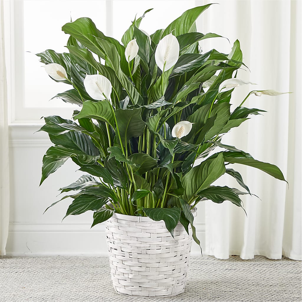 A New Leaf Peace Lily – POTTING BENCH FLORIST & GIFTS, Fairhaven MA