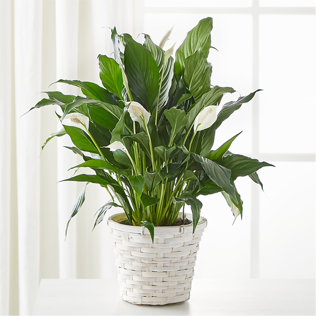 A New Leaf Peace Lily – POTTING BENCH FLORIST & GIFTS, Fairhaven MA