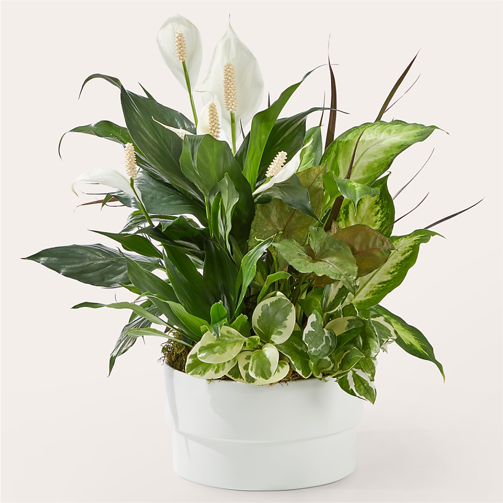 Radiating Positivity Dishgarden – POTTING BENCH FLORIST & GIFTS, Fairhaven MA