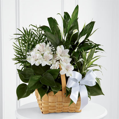 Peace & Serenity Dishgarden – POTTING BENCH FLORIST & GIFTS, Fairhaven MA