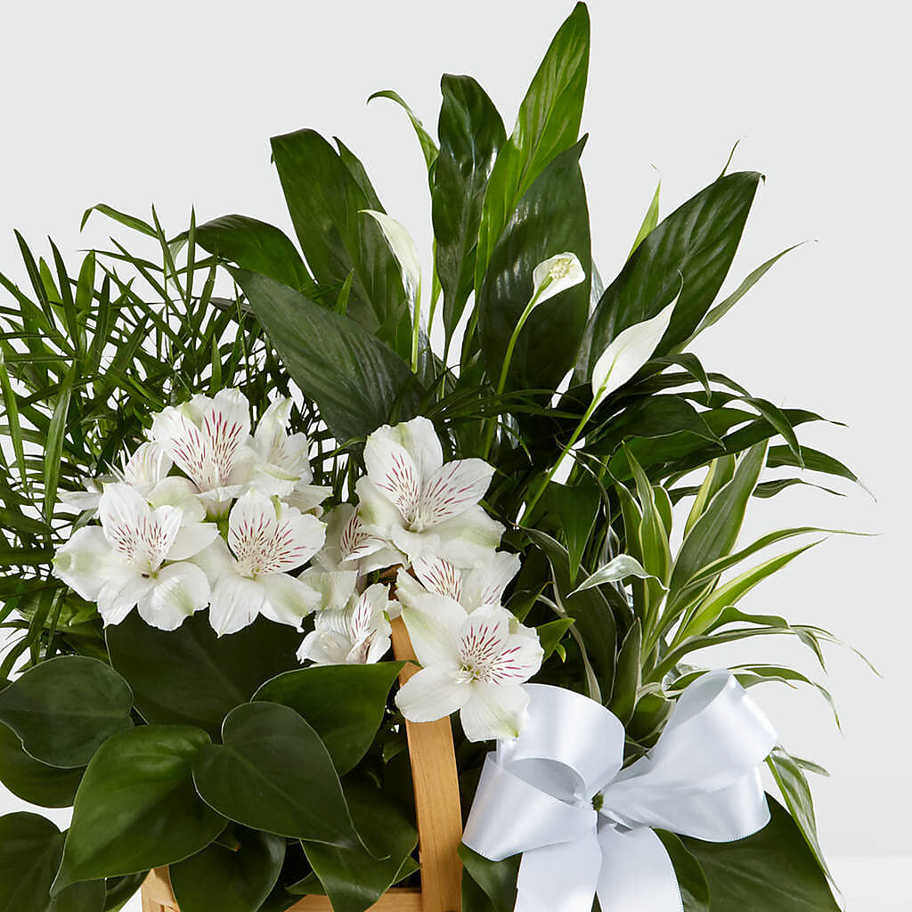 Peace & Serenity Dishgarden – POTTING BENCH FLORIST & GIFTS, Fairhaven MA