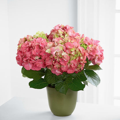 Pink Hydrangea Planter – POTTING BENCH FLORIST & GIFTS, Fairhaven MA