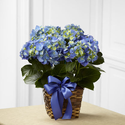 Blue Hydrangea Planter – POTTING BENCH FLORIST & GIFTS, Fairhaven MA
