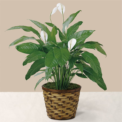Tranquil Moments Peace Lily Plant – POTTING BENCH FLORIST & GIFTS, Fairhaven MA