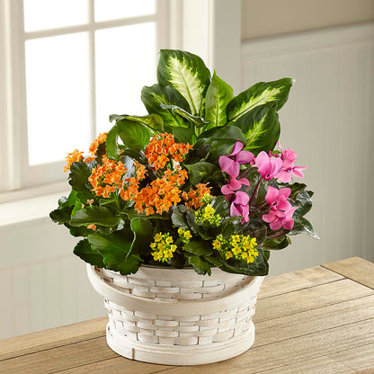 Color Crush Dishgarden – POTTING BENCH FLORIST & GIFTS, Fairhaven MA