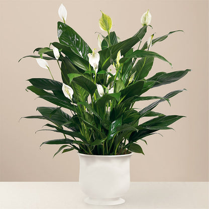 Comfort Planter – POTTING BENCH FLORIST & GIFTS, Fairhaven MA