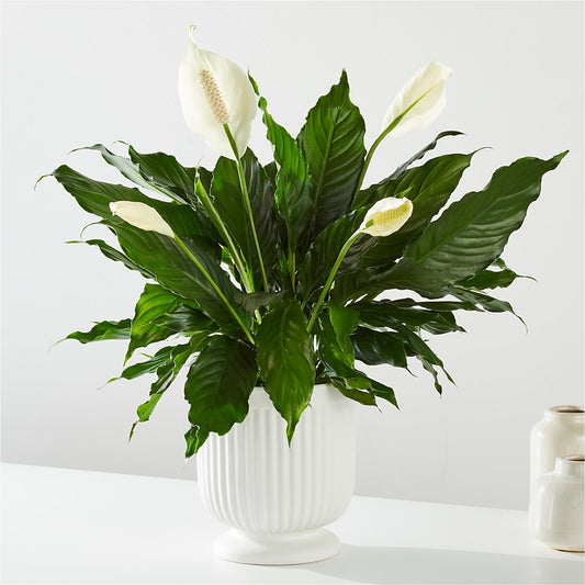 Comfort Planter – POTTING BENCH FLORIST & GIFTS, Fairhaven MA