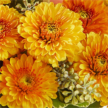 Peachy Pumpkin – POTTING BENCH FLORIST & GIFTS, Fairhaven MA