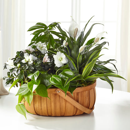 Serene Dishgarden – POTTING BENCH FLORIST & GIFTS, Fairhaven MA