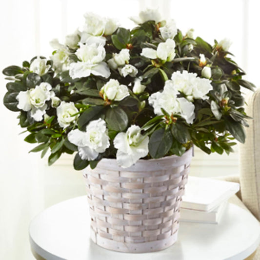 White Azalea Plant – POTTING BENCH FLORIST & GIFTS, Fairhaven MA