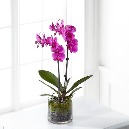 Pink Orchid Plant – POTTING BENCH FLORIST & GIFTS, Fairhaven MA