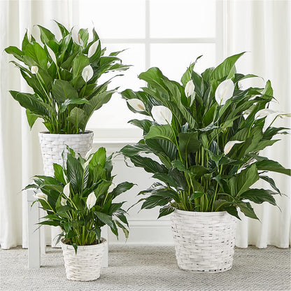 A New Leaf Peace Lily – POTTING BENCH FLORIST & GIFTS, Fairhaven MA