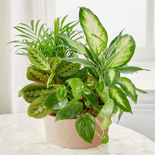 Balance & Harmony Dishgarden – POTTING BENCH FLORIST & GIFTS, Fairhaven MA