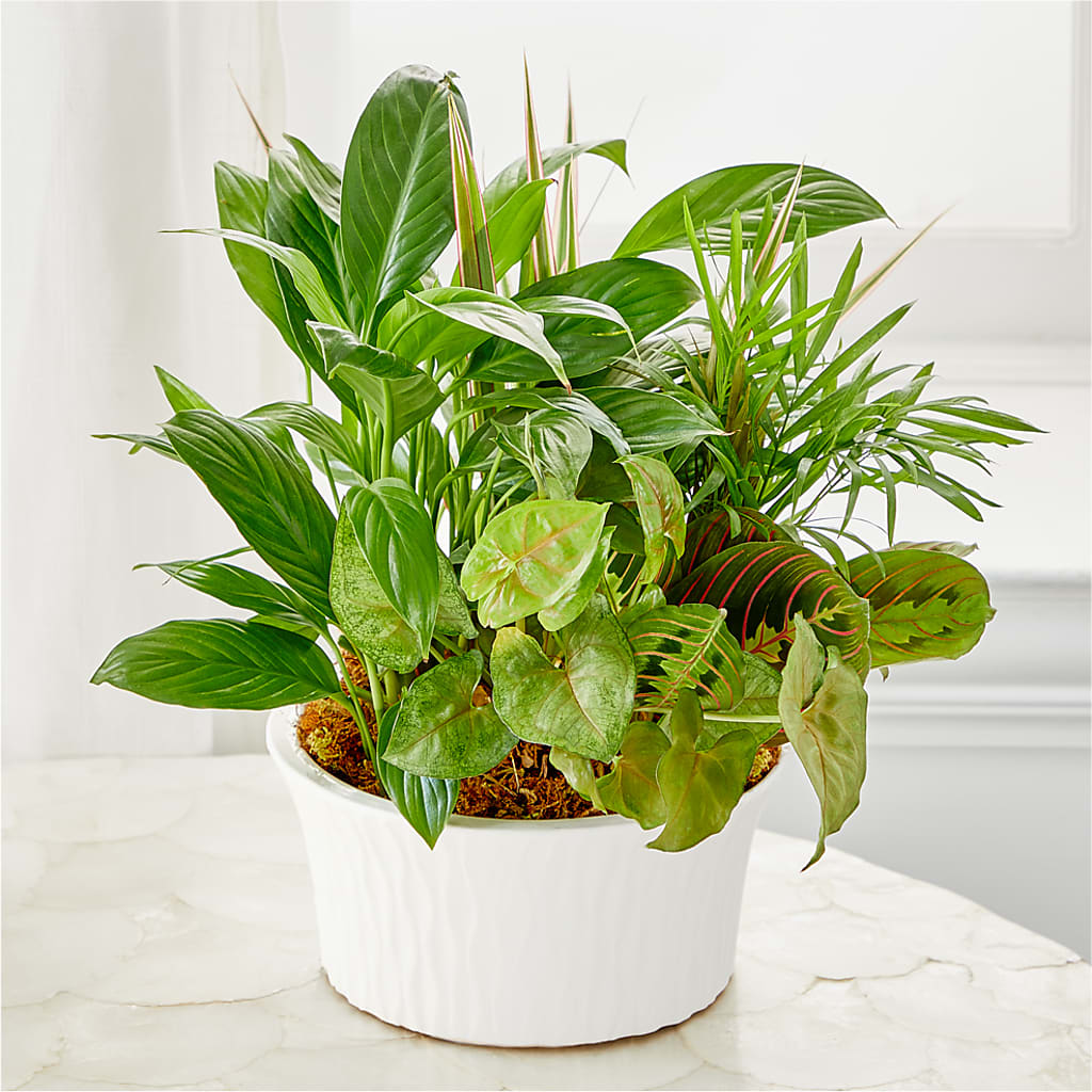 Balance & Harmony Dishgarden – POTTING BENCH FLORIST & GIFTS, Fairhaven MA