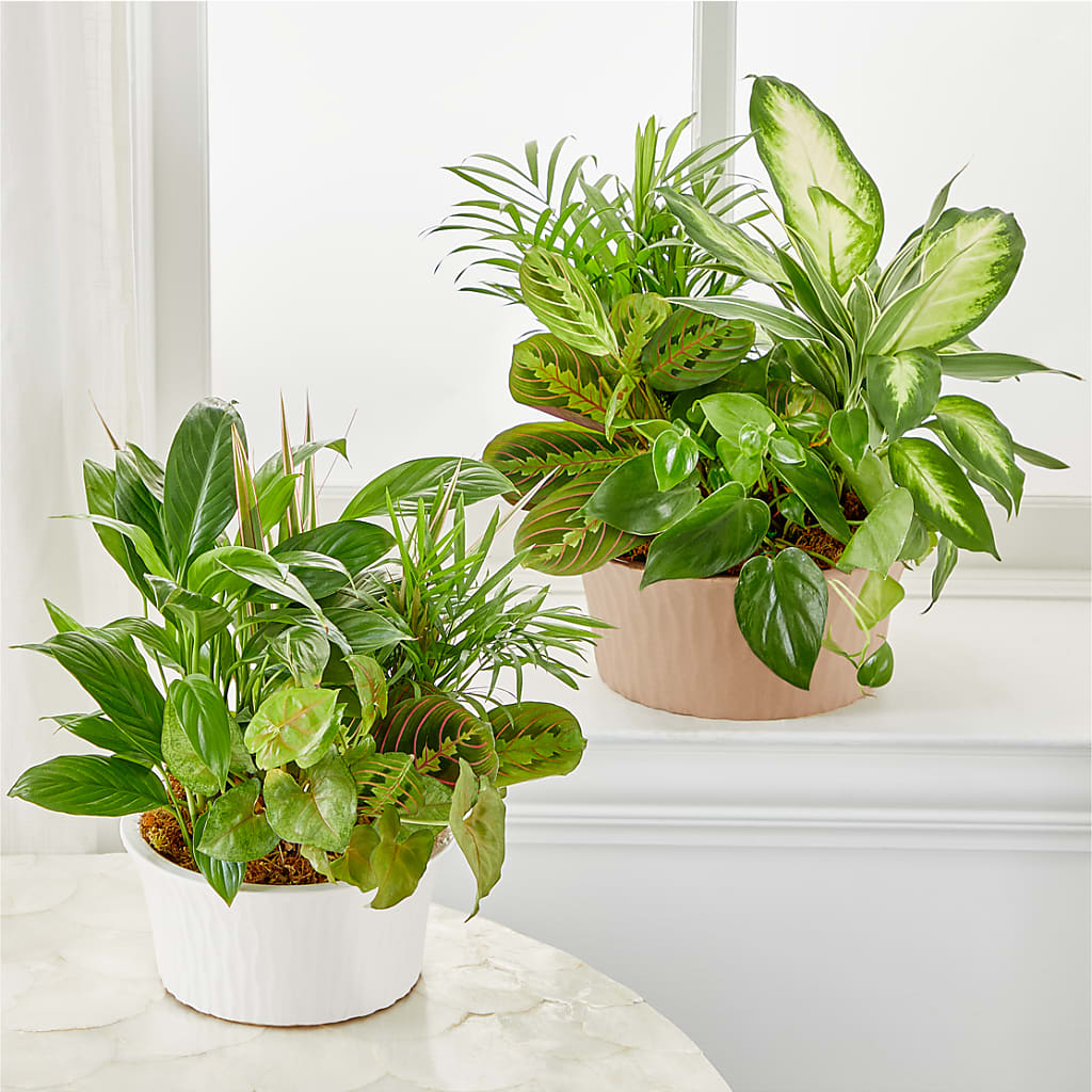 Balance & Harmony Dishgarden – POTTING BENCH FLORIST & GIFTS, Fairhaven MA