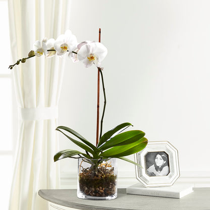 White Orchid Planter – POTTING BENCH FLORIST & GIFTS, Fairhaven MA