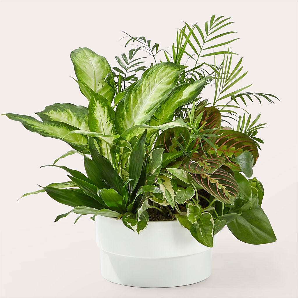 Radiating Positivity Dishgarden – POTTING BENCH FLORIST & GIFTS, Fairhaven MA